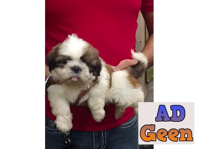 used Shih Tzu puppies for sale whats app no 9315874576 for sale 